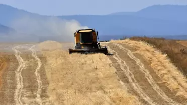 Kars'ta Son Buğday Hasadı Yapılıyor