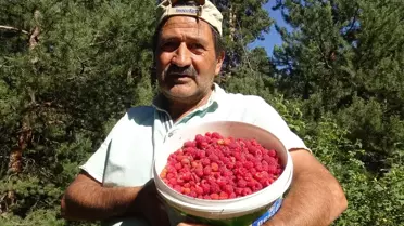 Sarıkamış’ta Dağ Çileği Toplama Sezonu Başladı