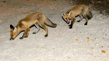 Kars'ta Tilki Yavrularına Mahalle Desteği