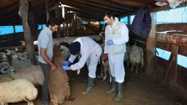 Kars'ta Hayvan Aşılamaları Devam Ediyor