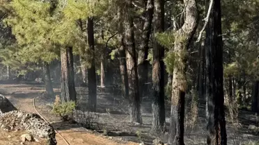 Kaş'ta Orman Yangını Söndürüldü