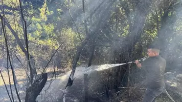 Doğanyurt'ta Yangın Kontrol Altında