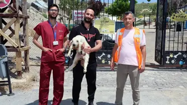 Kayseri'de Kaybolan Koyunlar Bulundu