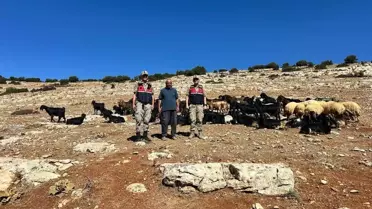 Kilis'te Kaybolan 100 Hayvan Bulundu