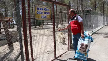 Kilis'te Sahipsiz Köpekler İçin Rehabilitasyon Alanı