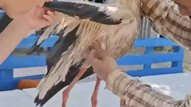 Kırıkkale'de Yaralı Leylek Kurtarıldı