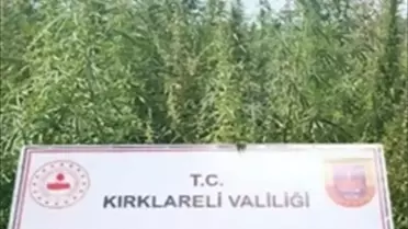 Kırklareli'nde 102 Bin Kök Kenevir Ele Geçirildi