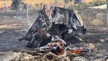 Kırklareli'nde Ceviz Ağaçları Yandı