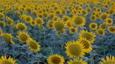 Istranca Dağları'nda Ayçiçekleri