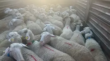 Kırklareli'nde Kaçak Hayvan Akınına 105 Bin Lira Ceza