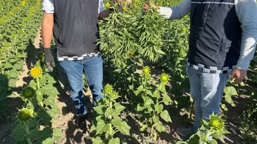 Kırşehir'de Uyuşturucu İçin Kenevir Yetiştiren İki Zanlı Yakalandı