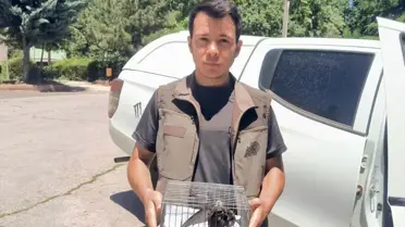 Bitkin Ebabil Kuşu Tedavi Altına Alındı