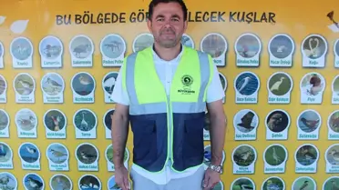 Kızılırmak Deltası'nda Kuğular Göçte
