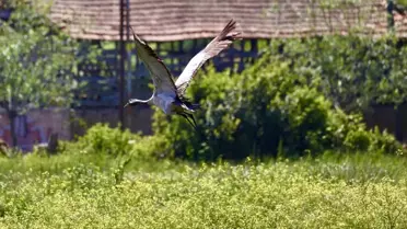 Kızılırmak Deltası'ndaki Turna İzleme Çalışmaları