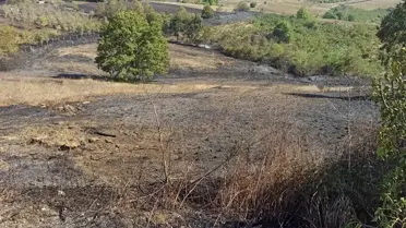 Kandıra'da Fındık Bahçesini Saran Yangın Söndürüldü