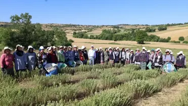 Kocaeli'de Kekik Hasadı Başladı