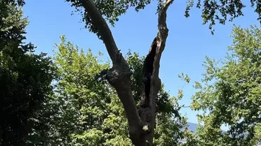 Gölcük'te Ağaç Düşmesi: 3 Yaralı