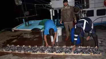 Karamürsel Balık Hali'nde Mezadı Canlı
