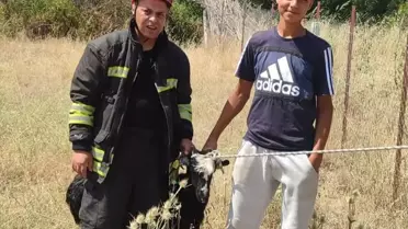 Kuyuya Düşen Keçi İtfaiyeyle Kurtarıldı