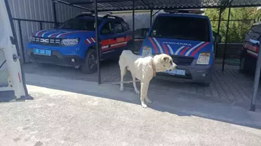 Otomobiliyle Köpeğini Çekene Ceza