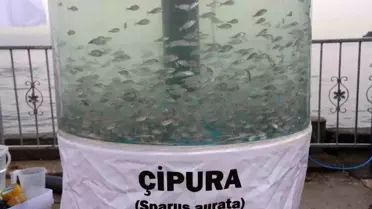İzmit Körfezi, Yeni Projelerle Eski Günlerine Dönüyor