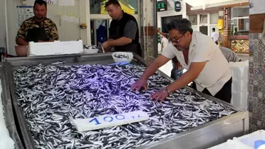 Hamsi Avcılığı Ümit Veriyor