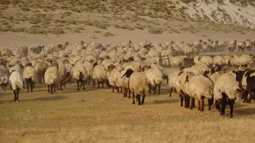 Tatvan'da Hayvan Sürüleri Kalp Gölü'ne Götürülüyor