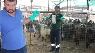 Kumluca'da Kurbanlık Satış Alanlarında İlaçlama