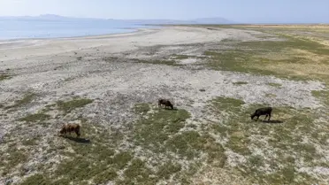 Van Gölü'ndeki Kuraklık Flamingoları Etkiledi