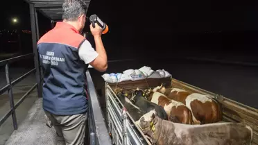 Kurban Bayramı Öncesi Hayvan Denetimleri