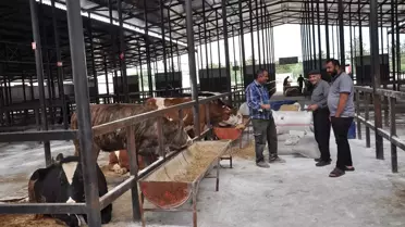 Kütahya'da Canlı Hayvan Pazarı Açıldı