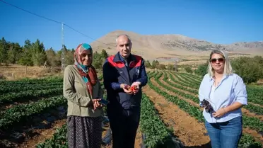 Malatya'da Domates ve Çilek Üretimi Artıyor