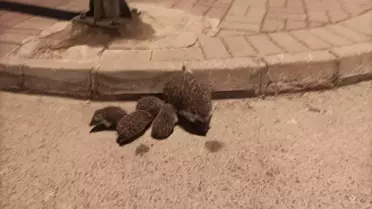 Anne Kirpi ve Yavru Kurtarıldı