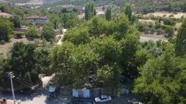 Asırlık Çınar Altında Çay Keyfi