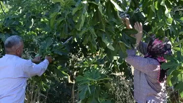 Turgutlu'da Yediveren İnciri Hasadı Başladı