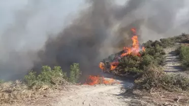 Kula'da Orman Yangınına Müdahale