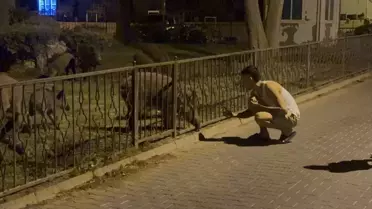 Marmaris'te Aç Kalan Domuzlar Şehir Merkezinde