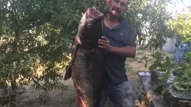 İpsala'da dev gümüş sazan yakalandı