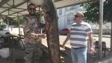 Edirne'de Gigantik Yayın Balığı Yakalandı
