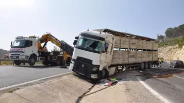 Silifke'de Tır Devrildi: 1 Hayvan Telef Oldu