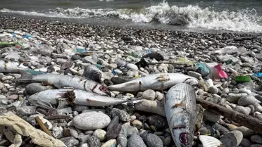 Mersin'de Ölü Kefal Balıkları Bulundu