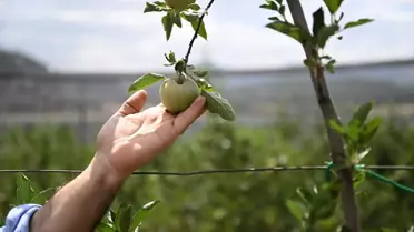 Meyve Ağaçları İçin Sıcaklık Önerileri