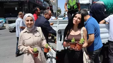 Midyat'ta Fesleğen ve Reyhan Dağıtımı