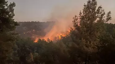 Muğla'da Orman Yangınına Müdahale