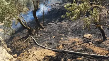Mudanya'da Zeytinlik Yangını Söndürüldü