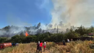 Menteşe'de Orman Yangını