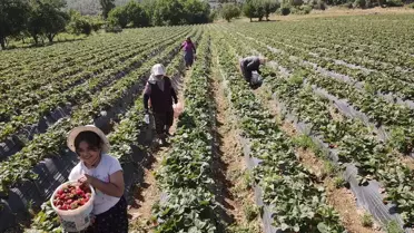 Muğla'da Çilek Hasadı Bayramı