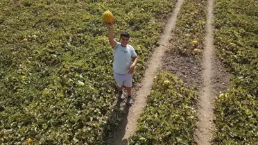 Karabağlar Yaylası'nda Kavun Hasadı