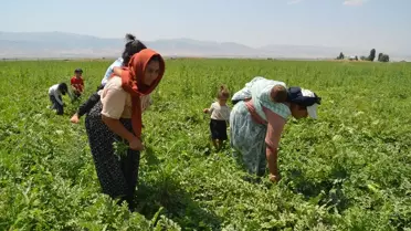 Karpuz Hasadıyla Ekonomiye Katkı