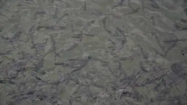 Muş'ta Yavru Balık Üretimi Artıyor